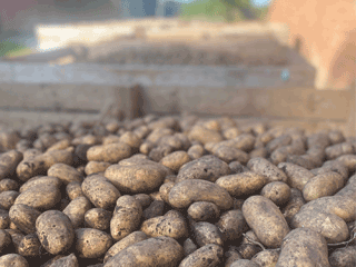 Kartoffeln frisch vom  Hof Schnoor